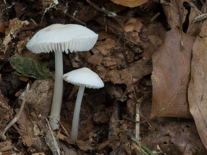 Mycena pura